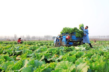 LUANNAN COUNTY, Çin - 1 Kasım 2021: çiftçiler Kuzey Çin 'deki tarlalarda Çin lahanası hasat ediyorlar