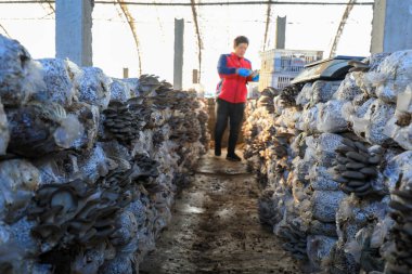 LUANNAN COUNTY, Çin - 13 Kasım 2021: çiftçiler Kuzey Çin 'deki seralarda yenilebilir mantar topluyorlar