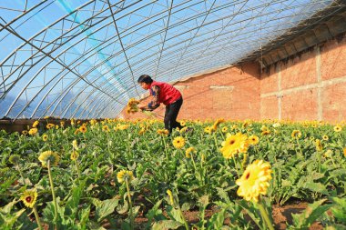 LUANNAN COUNTY, Çin - 23 Kasım 2021: çiftçiler Kuzey Çin 'deki bir serada taze Gerbera çiçekleri topluyor.