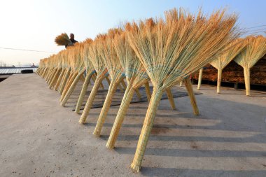 LUANNAN COUNTY, China - December 14, 2021: Farmers are placing large brooms for drying in a manual processing workshop, North China clipart