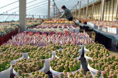 LUANNAN COUNTY, China - February 23, 2022: The female gardener is taking care of the succulent plants in the greenhouse, North China clipart