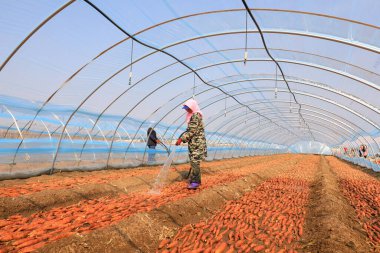 LUANNAN COUNTY, Çin - 8 Mart 2022: Çiftçiler, Kuzey Çin 'deki seradaki tatlı patates tohumlarını temizlemek için su boruları kullanıyorlar