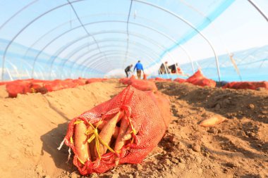 LUANNAN COUNTY, Çin - 8 Mart 2022 Çiftçiler Kuzey Çin 'deki seraya tatlı patates tohumları koyuyorlar