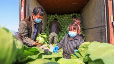 LUANNAN COUNTY, Çin - 28 Mart 2022: Çiftçiler Kuzey Çin 'deki bir sebze toptancısı pazarında şalgam düzenleyip naklediyorlar.