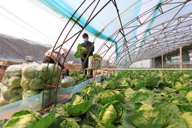 LUANNAN COUNTY, Çin - 8 Nisan 2022: çiftçiler Kuzey Çin 'deki seralarda şalgam hasat ediyorlar