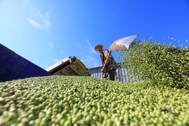 LUANNAN COUNTY, Çin - 5 Haziran 2021: çiftçiler arabalara bezelye taneleri yüklüyorlar, Kuzey Çin.