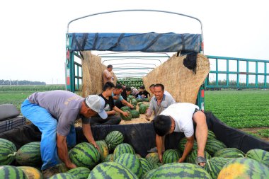 LUANNAN COUNTY, Çin - 29 Haziran 2021: Çiftçiler karpuz taşıyorlar tarlalarda, Çin