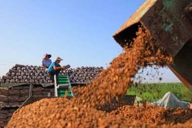 LUANNAN COUNTY, Çin - 18 Ağustos 2021: Çiftçiler mantar torbalarını Kuzey Çin 'deki bir çiftliğe koyuyorlar