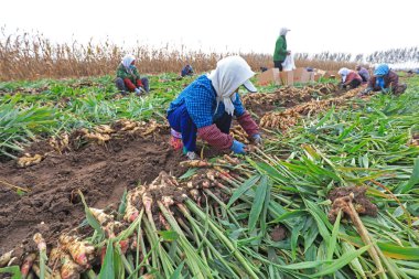 LUANNAN COUNTY, Çin - 15 Ekim 2021: Çiftçiler Kuzey Çin 'deki çiftlikte zencefil hasat ediyorlar