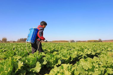 LUANNAN COUNTY, Çin - 22 Ekim 2021: çiftçiler Çin lahanasını tarlalara püskürttü, Kuzey Çin