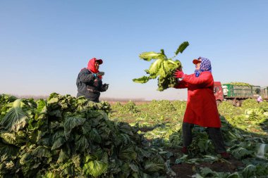 LUANNAN COUNTY, Çin - 24 Kasım 2021: çiftçiler Kuzey Çin 'deki tarlalara Çin lahanası yüklüyorlar