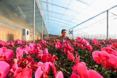 LUANNAN COUNTY, Çin - 28 Aralık 2021: Çiftçiler Kuzey Çin 'deki Phalaenopsis' in icabına bakıyorlar