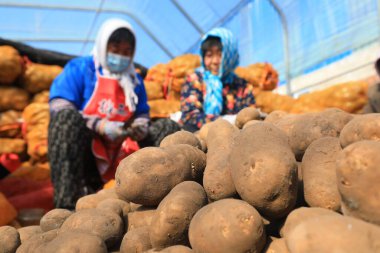 LUANNAN COUNTY, Çin - 27 Şubat 2022: çiftçiler Kuzey Çin 'deki bir çiftlikte patates tohumu blokları yapıyorlar