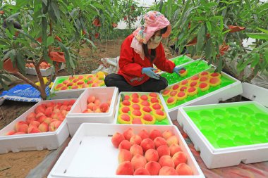 LUANNAN COUNTY, Çin - 11 Mart 2022: çiftçiler taze şeftalileri sınıflandırıyor ve onları Kuzey Çin 'deki bir seranın dışına taşımak için paketliyorlar.
