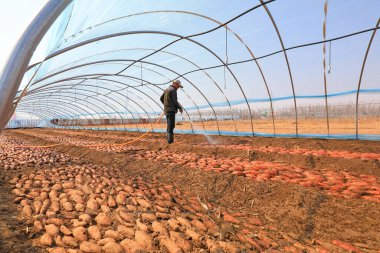 LUANNAN COUNTY, China - March 8, 2022: Farmers are using water pipes to clean sweet potato seed blocks in the greenhouse, North China clipart