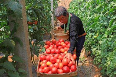 LUANNAN COUNTY, Çin - 21 Mayıs 2021: çiftçiler Kuzey Çin 'de bir çiftlikte domates hasat ediyorlar.