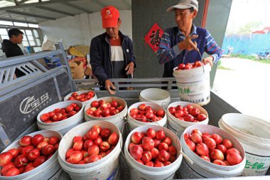 LUANNAN COUNTY, Çin - 20 Nisan 2021: Çiftçiler Kuzey Çin 'deki bir meyve bahçesinde nektarları derecelendiriyorlar