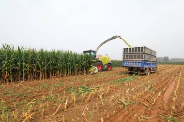 LUANNAN COUNTY, Çin - 10 Ağustos 2021: Çiftçiler tarlalarda depolanan yeşil mısırları toplamak için hasatçıları sürüyorlar, Çin
