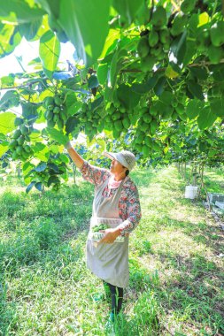 LUANNAN COUNTY, Çin - 25 Ağustos 2021: Çiftçiler Kuzey Çin 'deki çiftlikte yumuşak tarih ve kiwifruit topluyorlar