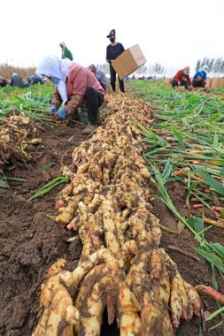 LUANNAN COUNTY, Çin - 15 Ekim 2021: Çiftçiler Kuzey Çin 'deki çiftlikte zencefil hasat ediyorlar