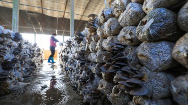 LUANNAN COUNTY, Çin - 11 Kasım 2021: Çiftçiler Kuzey Çin 'deki serada yenilebilir mantar hasat ediyorlar