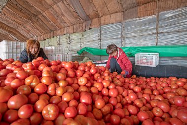 LUANNAN COUNTY, Çin - 2 Aralık 2021: İki bayan Kuzey Chin 'deki çiftlikte domates toplayıp paketliyor