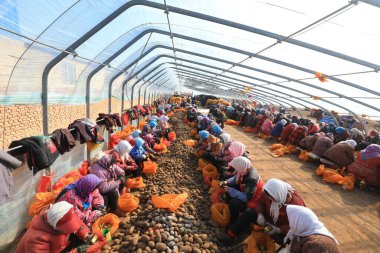 LUANNAN COUNTY, Çin - 27 Şubat 2022: çiftçiler Kuzey Çin 'deki bir çiftlikte patates tohumu blokları yapıyorlar