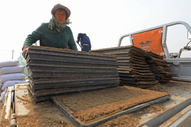 LUANNAN COUNTY, Çin - 18 Nisan 2022: çiftçiler pirinç tohumlarını çiftliklere, Kuzey Çin 'deki çiftliklere ekerler.