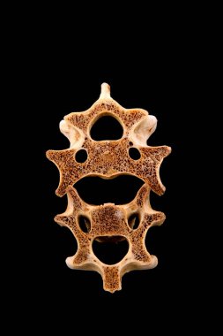 Siyah arkaplanda kemikler, fotoğrafa yakın çekim