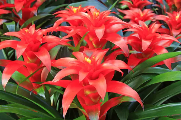 Bahçede kırmızı ananas çiçekleri, yakın çekim