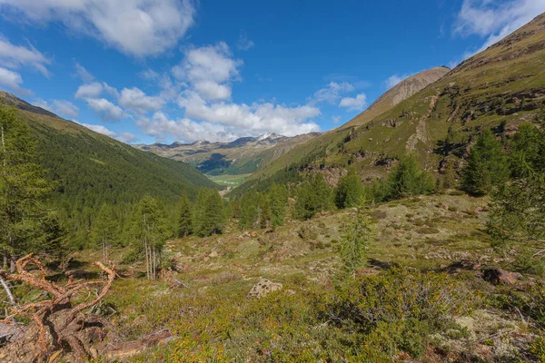 Hermoso Campo Alpino Impresionantes Tierras Altas Alpinas Con Bosque Abeto — Foto de Stock