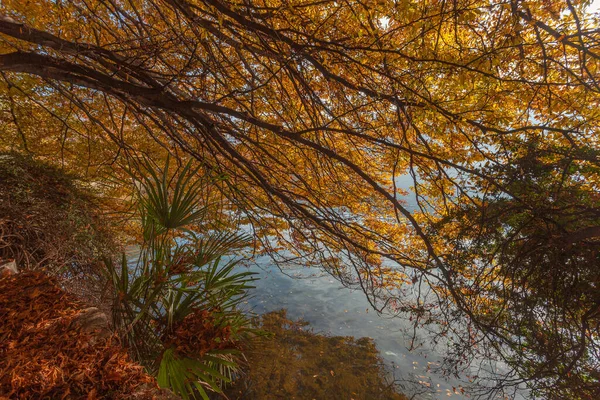 Podzimní Barevné Větve Stromů Břehu Jezera Lugano Švýcarsku Koncepce Klidu — Stock fotografie