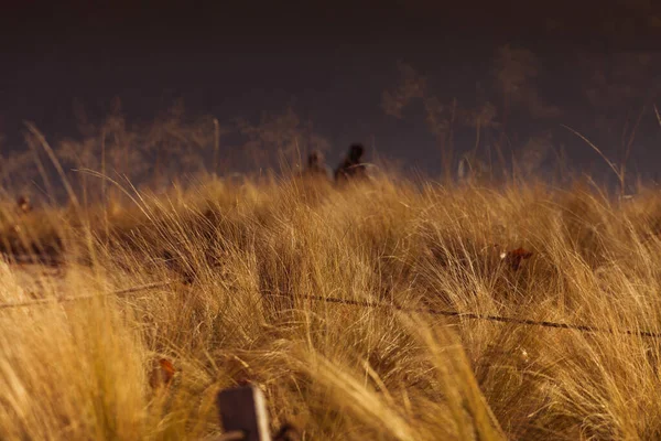 黄金の時間の日没や日の出の時間に草の牧草地の抽象的な暖かい風景 秋の秋の自然フィールドの背景に静かな 風光明媚な夕暮れ日没や夜明けパステル太陽の光 スイスのルガーノ — ストック写真