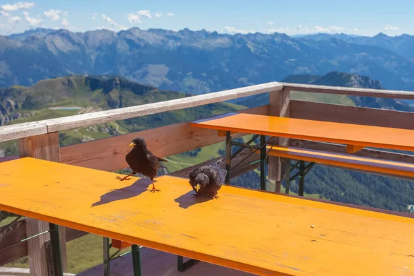 Couple of bird Pyrrhocorax graculus on the table in the terrace of a hut against the backdrop of beautiful views of the Dolomites. Latemar, UNESCO world heritage site, Trentino-Alto Adige, Italy