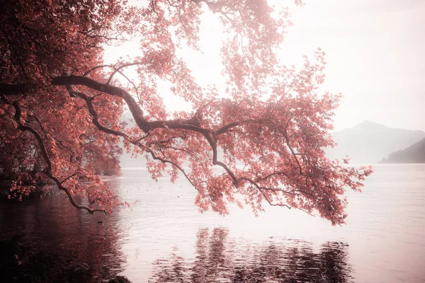 Fantasy pink color image effect of a tree branch on the shore of Lugano lake with San Giorgio peak in the background, Ticino, Switzerland. Concept about relaxation and fantasy background images