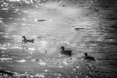 Black and white image of mallard ducks swimming in lake, Lugano Lake, Ticino, Switzerland clipart