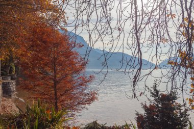 İsviçre, Ticino 'daki Lugano Gölü kıyısındaki Parco Ciani' de kırmızı ve turuncu sonbahar yaprakları. Sükunet ve rahatlama kavramı