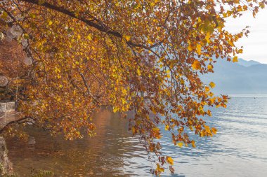 İsviçre 'nin Lugano Gölü' ne doğru uzanan dalları ile Parco Ciani 'de muhteşem bir sonbahar yulafı. Sükunet ve rahatlama kavramı