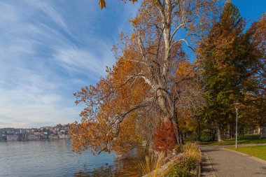 İsviçre 'nin Ticino kentindeki Lugano Gölü kıyısındaki Parco Ciani gezinti alanında kırmızı ve turuncu renkli sonbahar ağaçları. Sükunet ve rahatlama kavramı