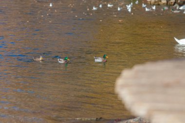 Two males an female duck swimming in lake, Lugano Lake, Ticino, Switzerland clipart