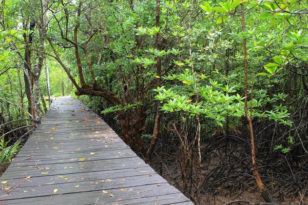 タイのマングローブ林の中で木製のパス方法 — ストック写真