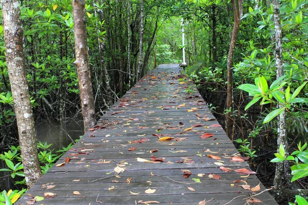 Camino Madera Camino Entre Bosque Manglares Tailandia — Foto de Stock