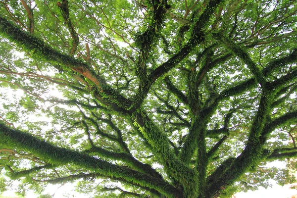Pod Velkým Zeleným Stromem Složení Přírody — Stock fotografie