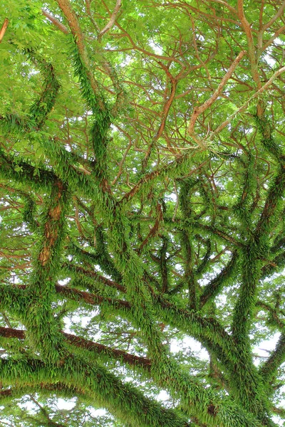 Ett Stort Grönt Träd Naturens Sammansättning — Stockfoto