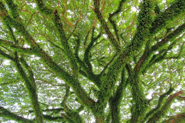 Bajo Gran Árbol Verde Composición Natural — Foto de Stock