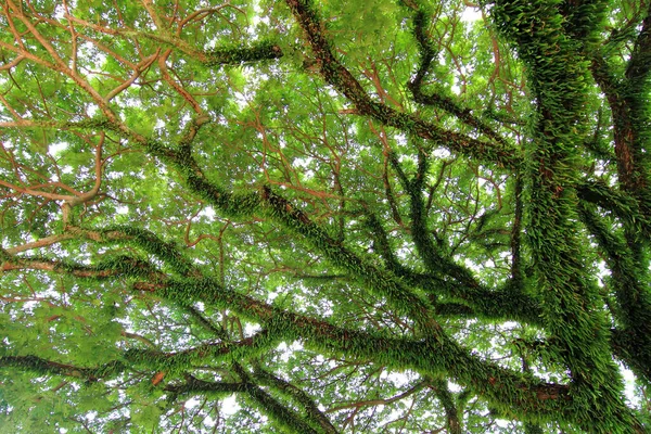 Bajo Gran Árbol Verde Composición Natural —  Fotos de Stock