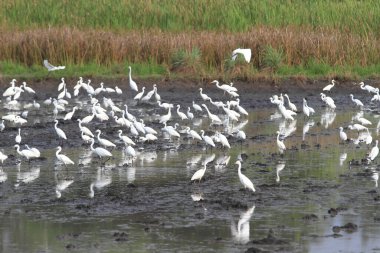 Büyük Egrets (Ardea alba), Ayrıca Büyük Beyaz Egret, Ortak Egret veya Büyük Beyaz Balıkçıl olarak da bilinir