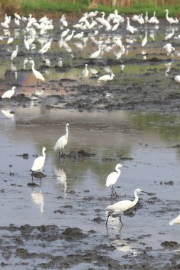 Büyük Egrets (Ardea alba), Ayrıca Büyük Beyaz Egret, Ortak Egret veya Büyük Beyaz Balıkçıl olarak da bilinir