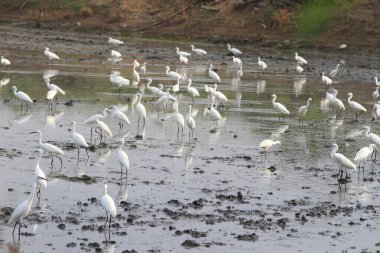 Büyük Egrets (Ardea alba), Ayrıca Büyük Beyaz Egret, Ortak Egret veya Büyük Beyaz Balıkçıl olarak da bilinir