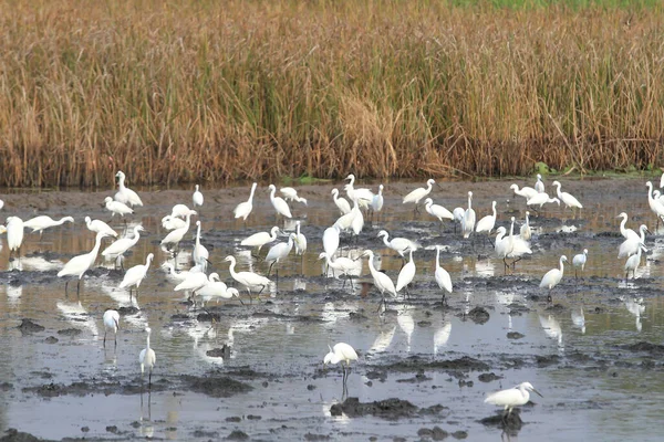 stock image Great Egrets (Ardea alba), also known as Great White Egret, Common Egret, or Great White Heron